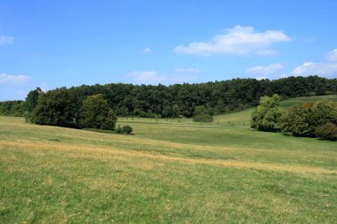Peyzaj ağaçları ile yeşil alan.