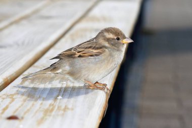 bir serçe önden fotoğraf çekme alanıdır.