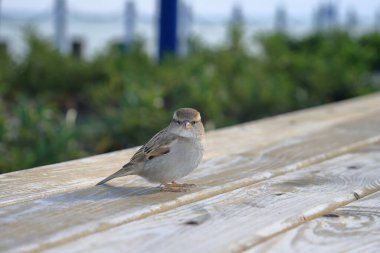 bir serçe önden fotoğraf çekme alanıdır.