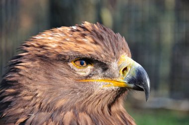 bozkırlarında ve yarı çöl alanları ortaya çıkar.