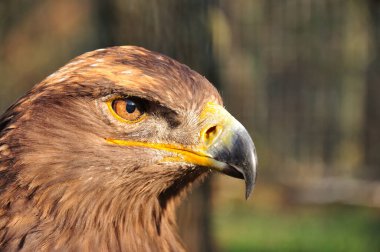 bozkırlarında ve yarı çöl alanları ortaya çıkar.
