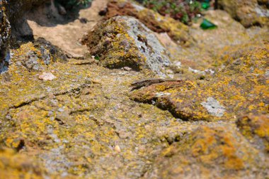 Bir kertenkele taşlarda pusuya yatar..