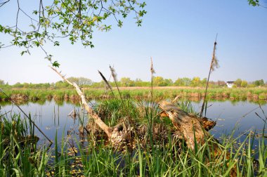 Yaz mevsimi, deniz kıyısındaki güneş ışığında bir ağaçtır..