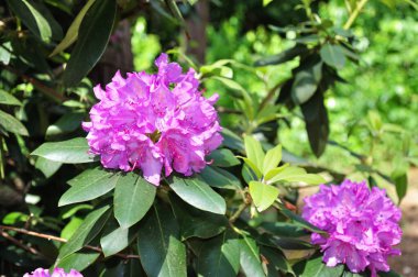 Macaristan 'da bir parkta bahar çiçekleri.