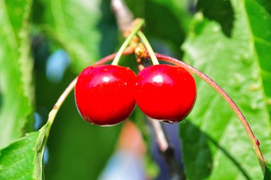 Ağaçta gevrek kirazlar var..