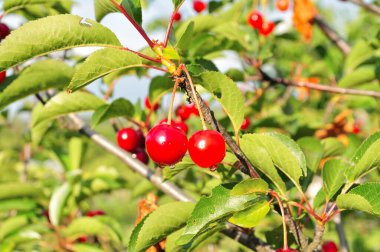 Ağaçta gevrek kirazlar var..