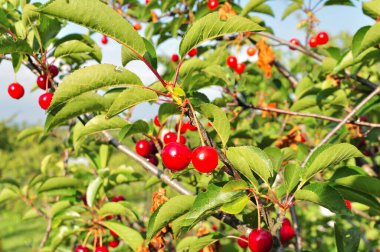 Ağaçta gevrek kirazlar var..