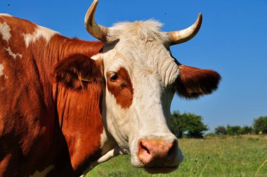 O mera ya da meraklı bir.