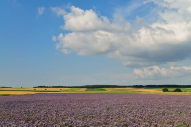 Lavanta tarlasında açan mor kokulu lavanta çiçekleri..