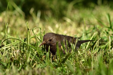 Şarkı söyleyen ardıç kuşu, kuş sınıfından geçenlerin ve ardıç kuşu ailesinin bir türüdür..