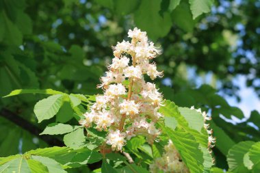 Vahşi kestane ağacı çiçeği, yakın çekim.