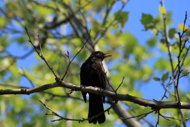 Kara ardıç kuşu genellikle yapraklı alanlar, orman kenarları ve çalılıklarda yetişen bir kuş türüdür..