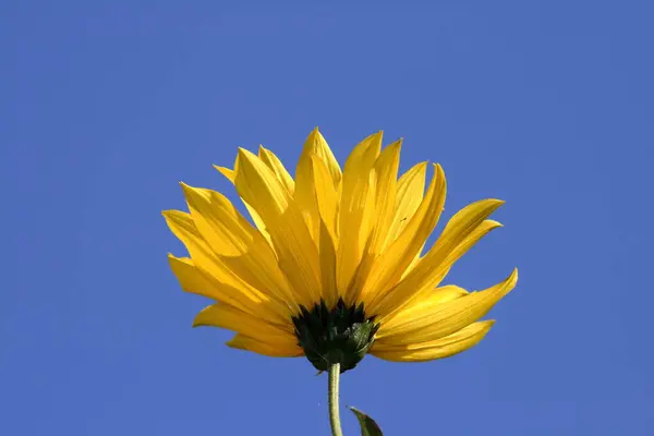 Chicory, ayçiçeğiyle yakından ilişkilidir..