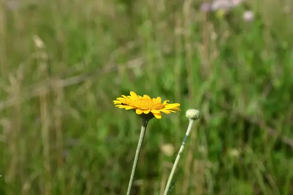  Birbirine girmiş iki orman çiçeği..