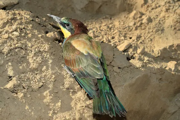 Arı yiyen tek Avrupa 'da savunulan bir kuş ırkıdır..