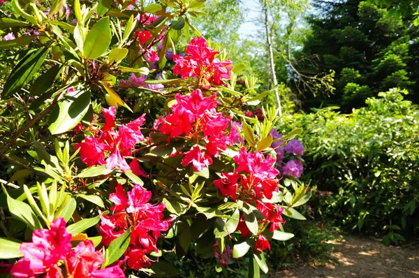 Macaristan 'da bir parkta bahar çiçekleri.