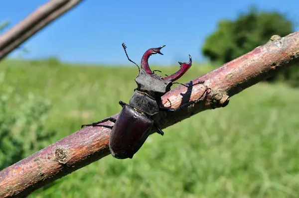 bir ağaç kabilesi stag beetle tarar.