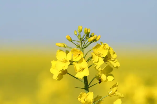 o yaz çiçeklenme tecavüz.