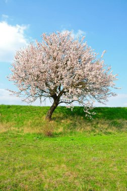 vernal blooming badem ağacının bir.