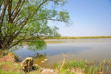 Yaz mevsimi, deniz kıyısındaki güneş ışığında bir ağaçtır..