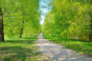 Macaristan 'da bir parkta orman yolu.