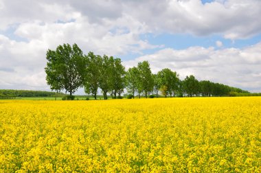 bir alan çiçeklenme ilkbahar tecavüzdür.
