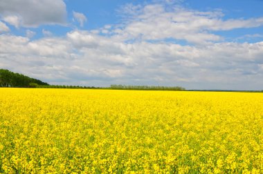 bir alan çiçeklenme ilkbahar tecavüzdür.