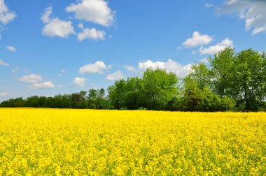bir alan çiçeklenme ilkbahar tecavüzdür.