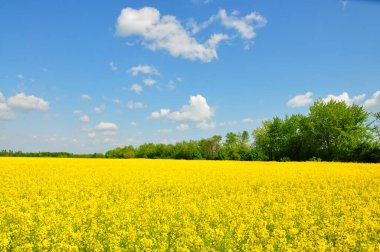 bir alan çiçeklenme ilkbahar tecavüzdür.