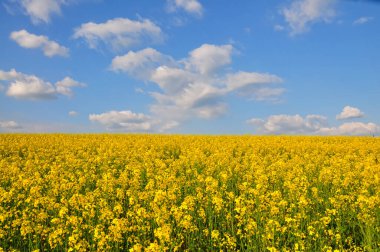 bir alan çiçeklenme ilkbahar tecavüzdür.