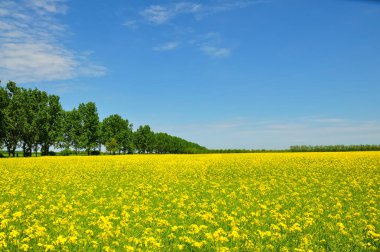 bir alan çiçeklenme ilkbahar tecavüzdür.