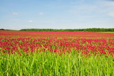 Kızıl yonca zevk ile yeşil yem olarak ne tüm hayvan tüketmek.