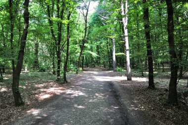 Macaristan 'da bir parkta orman yolu.