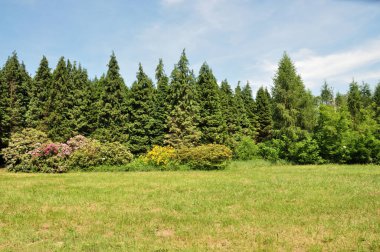 Macar botanik bahçesinde renkli çalılar var..