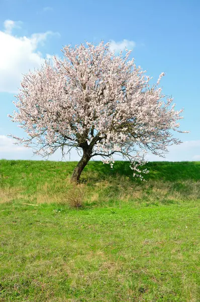 vernal blooming badem ağacının bir.