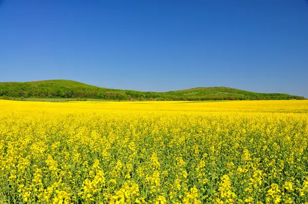 bir alan çiçeklenme ilkbahar tecavüzdür.
