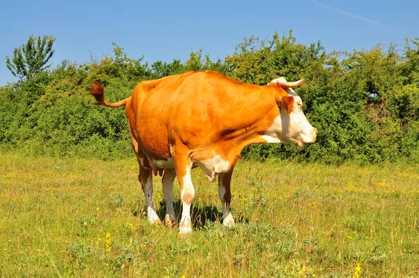 Tarlada otlatıyorlar..