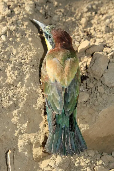 stock image The bee-eater is a bird race defended in single Europe.