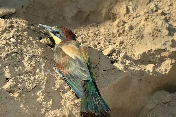 Arı yiyen tek Avrupa 'da savunulan bir kuş ırkıdır..