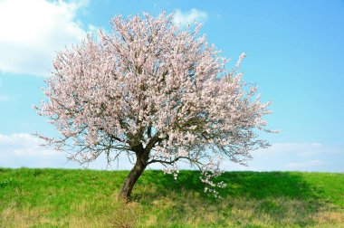 vernal blooming badem ağacının bir.