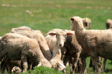 Koyun en yaşlılardan biri ve en yaygın ev yapımı hayvanımızdır..