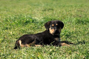 Ekonominin bahçesindeki çocuk köpek..