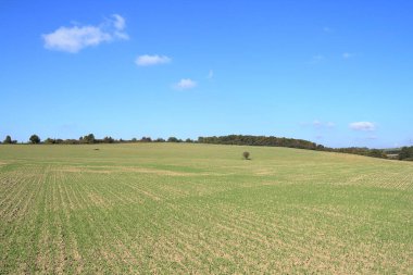 O gün ışığında bir buğday tarlası..