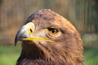 bozkırlarında ve yarı çöl alanları ortaya çıkar.