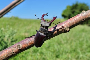 bir ağaç kabilesi stag beetle tarar.