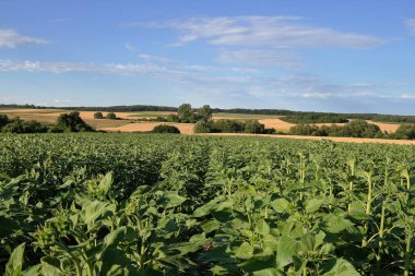 Bir ayçiçeği yaz güneşli bir yakın mesafeden izliyor.