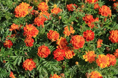 Kadife çiçeğinin sarı, turuncu, kırmızı veya kahverengimsi çiçekleri - koku böceği olarak da bilinir - karakteristik bir koku yayar..