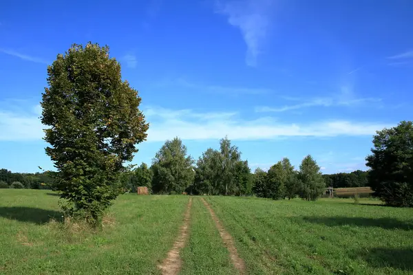 Yeşil arazi ve bir sıra ağaç..