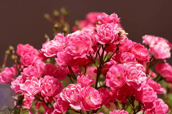 Ev gülleri ya da küçük güller hediye verme konusunda çok popülerdir..