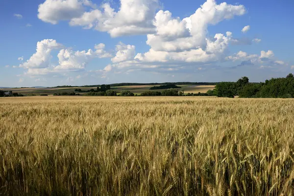  Buğday tarlasından bir buğday..